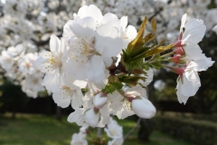 Sakura